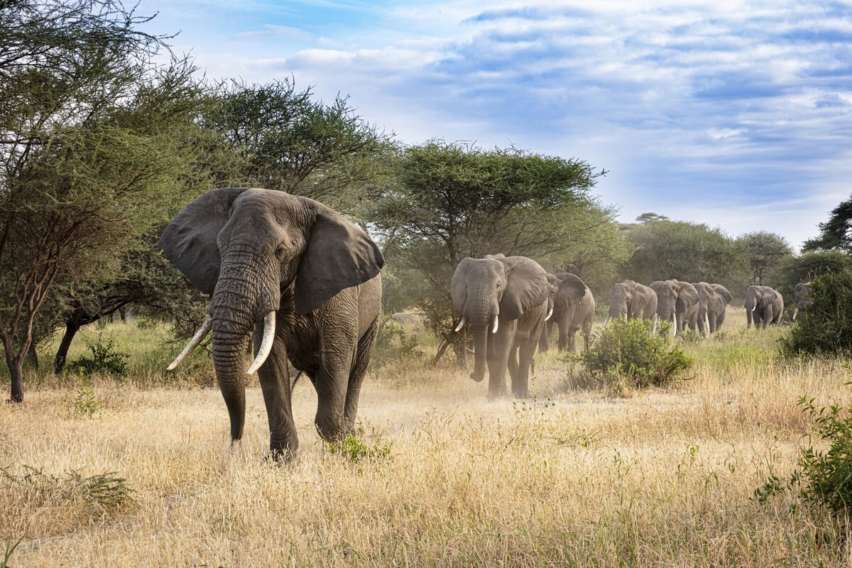 Elephants in line