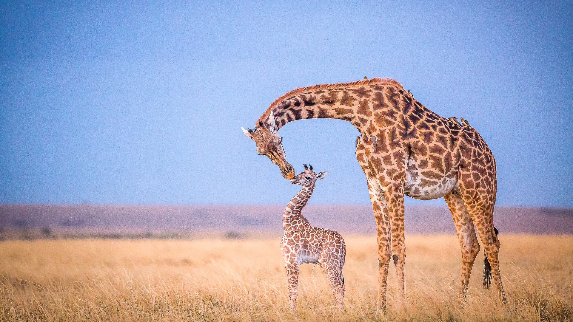 A Family Adventure Through Tanzania & Zanzibar