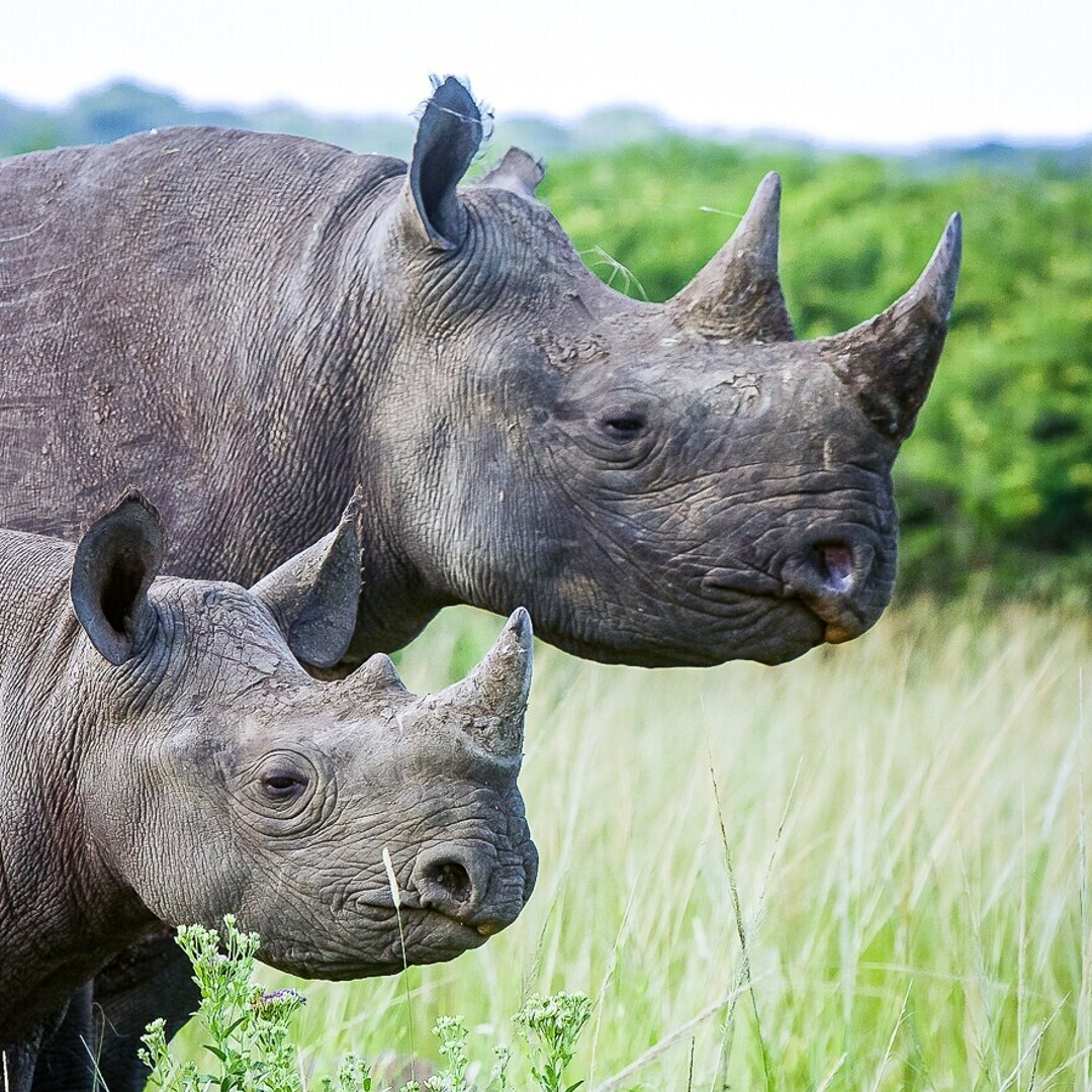 rhino